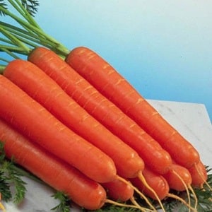 Ultra-early, unpretentious carrot hybrid Napoli f1