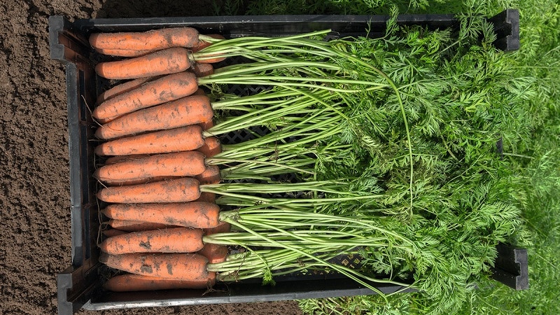 Ultra-early, unpretentious carrot hybrid Napoli f1