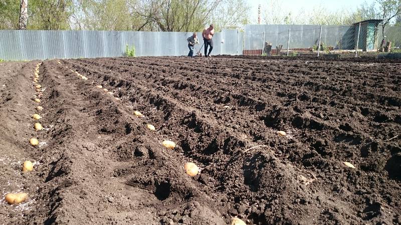 Variété de pomme de terre sans prétention Tôt le matin : même les débutants peuvent cultiver