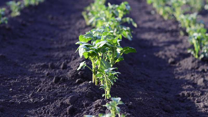 Variedade de batata despretensiosa De manhã cedo: até os iniciantes podem cultivar