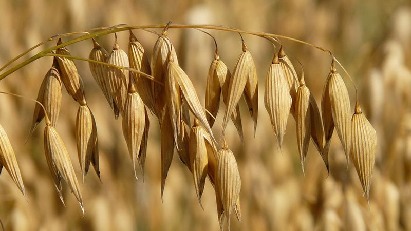 The fundamental difference between oats and barley