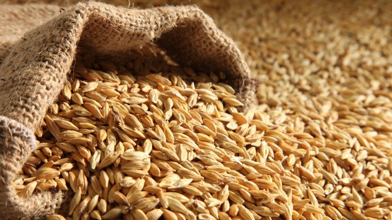 The fundamental difference between oats and barley