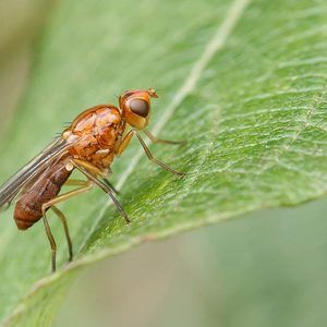 Conrear api de fulla i cuidar-lo a terra oberta des de la plantació fins a la collita