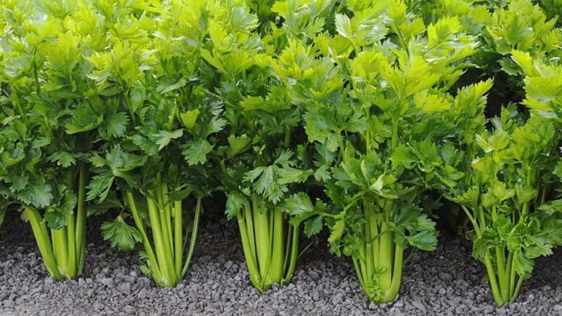 Cultivar apio en hojas y cuidarlo en campo abierto desde la siembra hasta la cosecha.