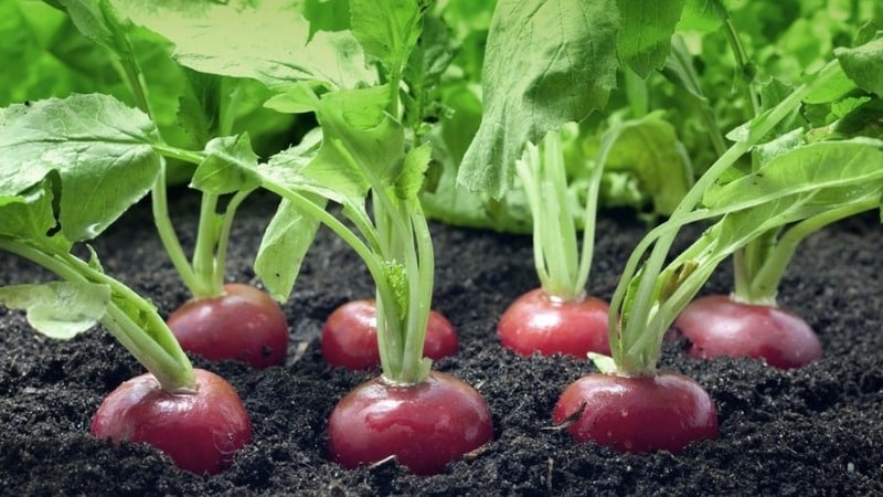 Technologie de culture de radis de A à Z pour les jardiniers débutants