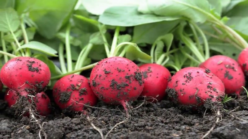 Tecnología de cultivo de rábanos de la A a la Z para jardineros principiantes