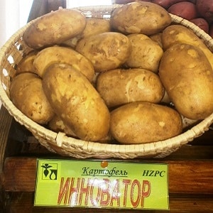 High-yielding, hindi mapagpanggap na table potato variety Innovator