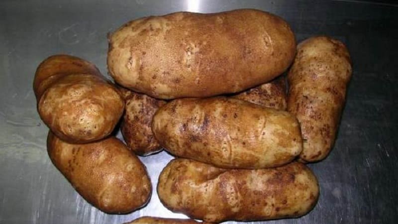 High-yielding, hindi mapagpanggap na table potato variety Innovator