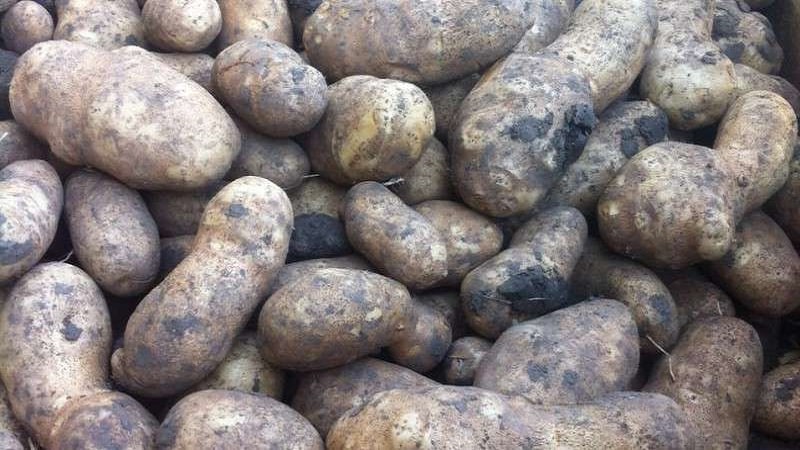 High-yielding, hindi mapagpanggap na table potato variety Innovator