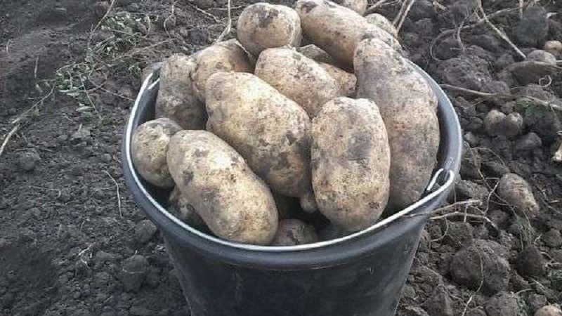 High-yielding, hindi mapagpanggap na table potato variety Innovator