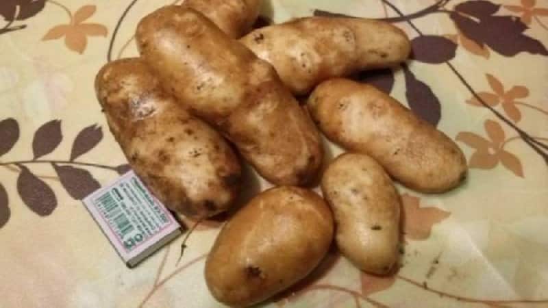 High-yielding, hindi mapagpanggap na table potato variety Innovator