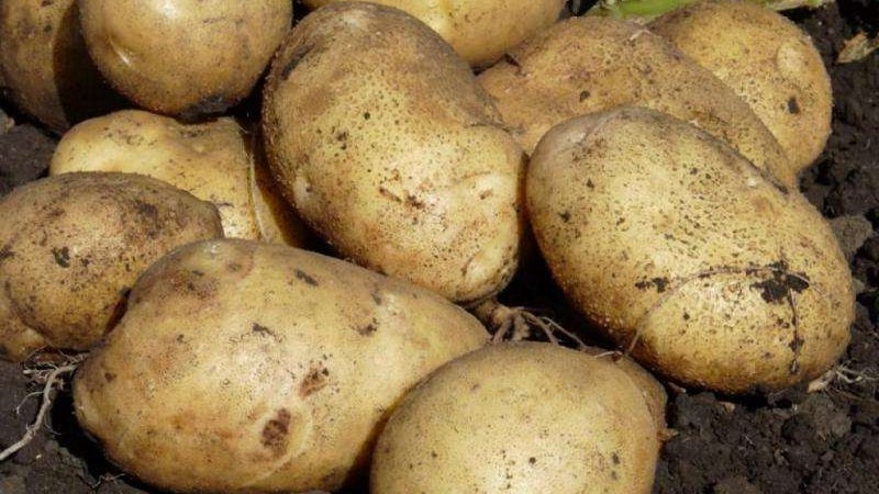 High-yielding potato variety White Swan na may malalaking tubers