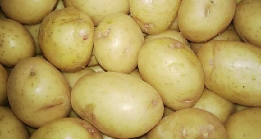 High-yielding potato variety White Swan with large tubers