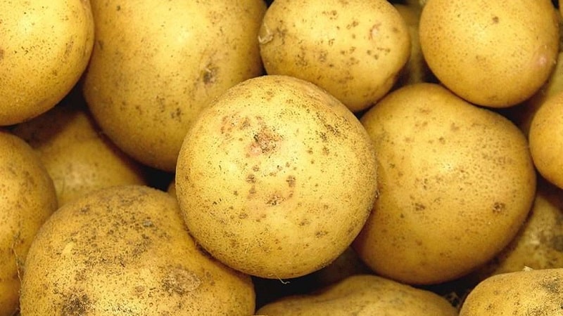 High-yielding potato variety White Swan na may malalaking tubers