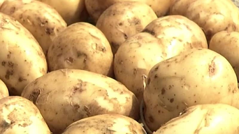 High-yielding potato variety White Swan with large tubers