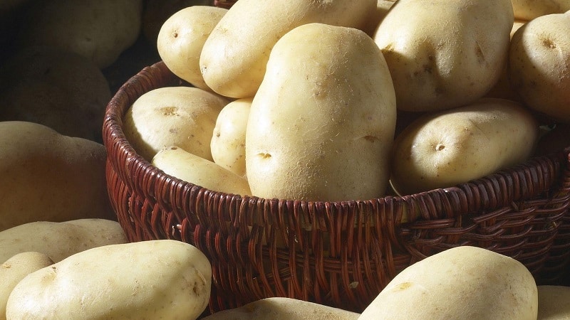 Varietà di patate ad alto rendimento White Swan con grandi tuberi