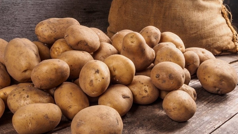 High-yielding potato variety White Swan na may malalaking tubers