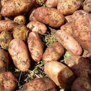 Variété de pomme de terre Ermak à haut rendement et à peau rosée