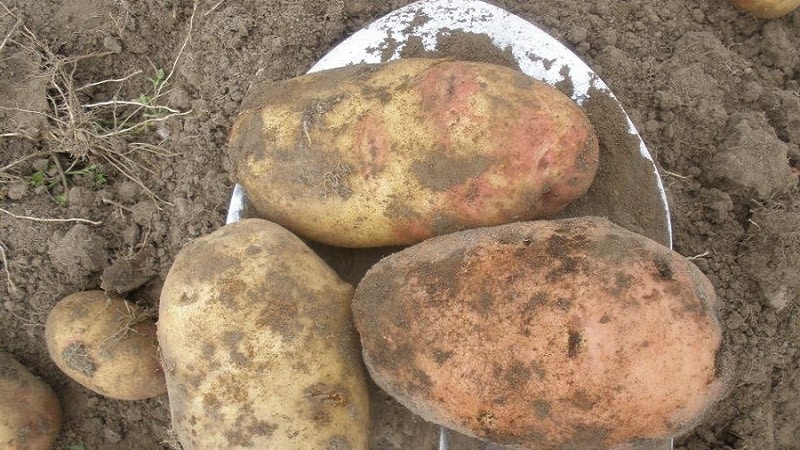 Ertragreiche Kartoffelsorte Ermak mit rosafarbener Schale