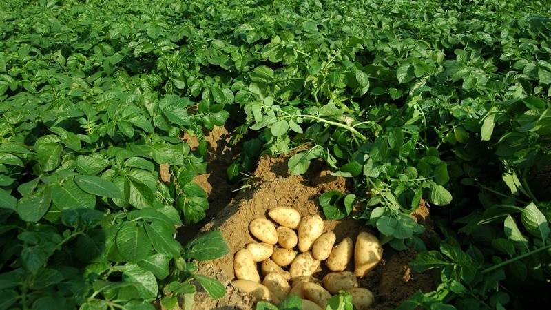 Varietà di patate ad alto rendimento Agricoltore che richiede cure minime