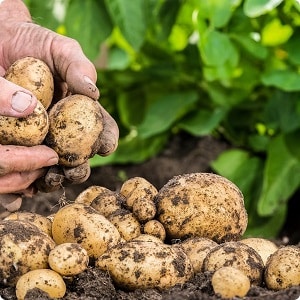 Högavkastande potatissort Bonde som kräver minimal skötsel