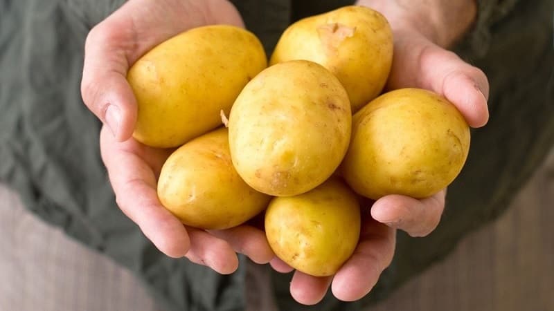 Varietà di patate ad alto rendimento Agricoltore che richiede cure minime