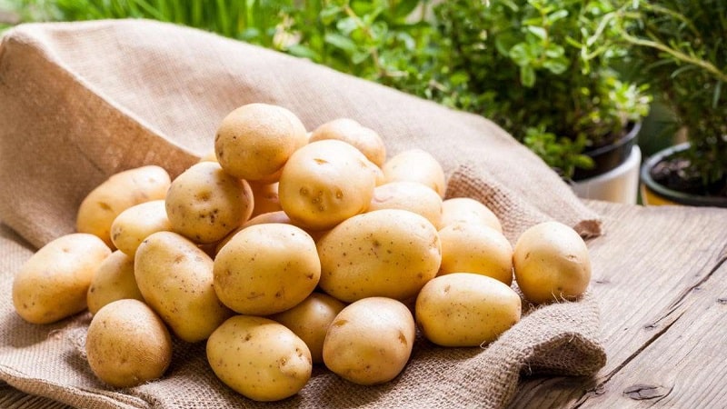 When and how to properly collect potato seeds from berries