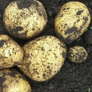 Variedad de papa de alto rendimiento Agricultor que requiere cuidados mínimos