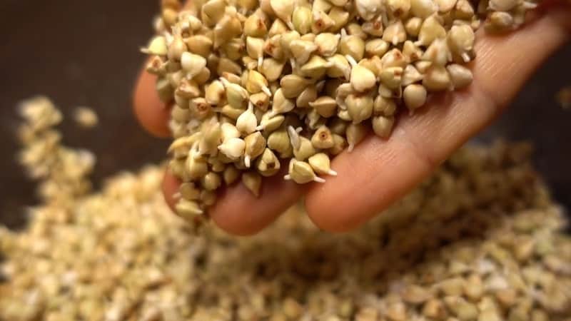 Qual è la differenza tra grano saraceno verde e grano saraceno normale, quale è più sano?