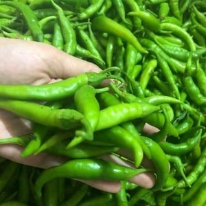 Cómo cultivar y utilizar correctamente los chiles verdes y para quiénes están contraindicados.