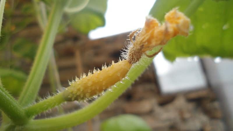 Qué hacer si los ovarios del pepino se vuelven amarillos en el invernadero.