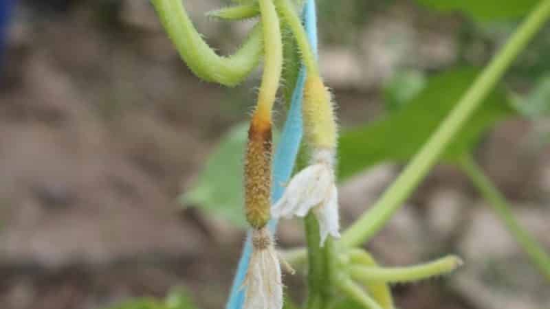 Qué hacer si los ovarios del pepino se vuelven amarillos en el invernadero.