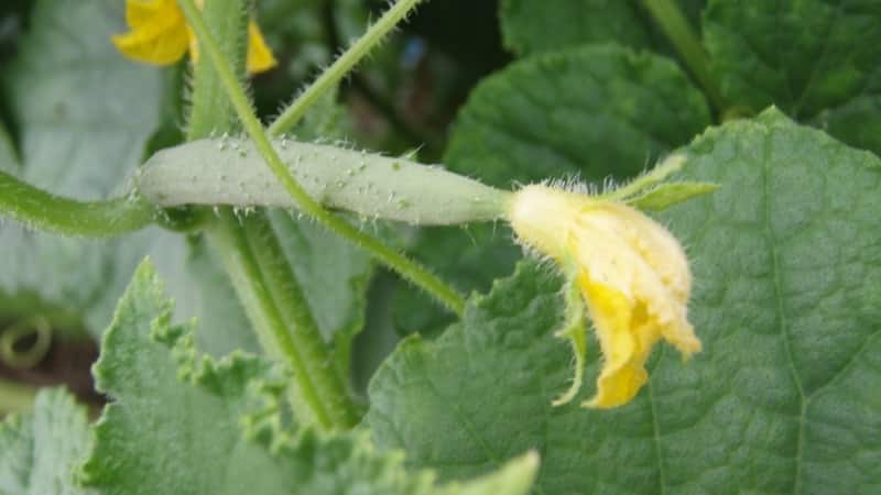 Qué hacer si los ovarios del pepino se vuelven amarillos en el invernadero.