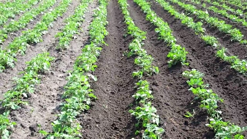 Lebensfähige Kartoffelsorte Golubizna mit erstaunlichem Geschmack