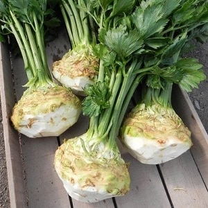 Ano ang mga tampok ng apple celery at bakit ito nagkakahalaga ng paglaki?