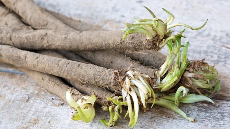 O que é suco de cenoura preta: cultivo, preparo e uso