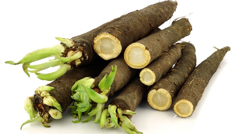 What is black carrot juice: cultivation, preparation and use