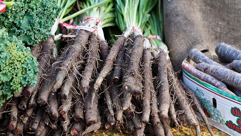 O que é suco de cenoura preta: cultivo, preparo e uso