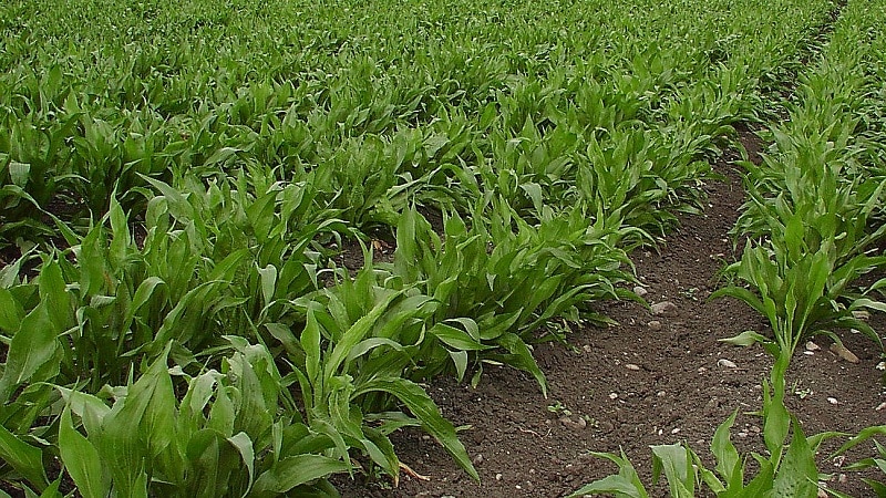 O que é suco de cenoura preta: cultivo, preparo e uso