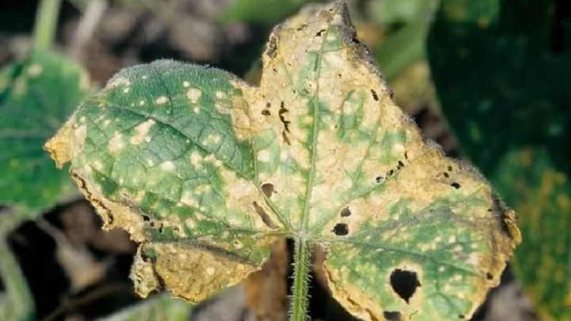 Salvar pepinos de enfermedades y plagas: recomendaciones importantes.