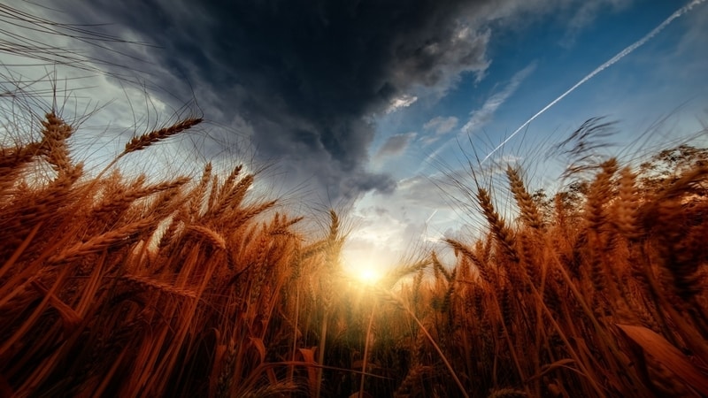 Cosa ha di buono la varietà di grano Grom e quali sono le sue caratteristiche?