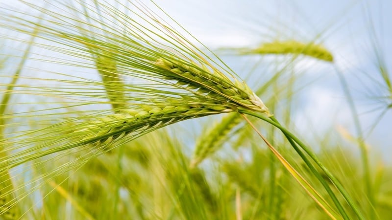 Ano ang mabuti tungkol sa iba't-ibang Grom wheat at ano ang mga tampok nito?