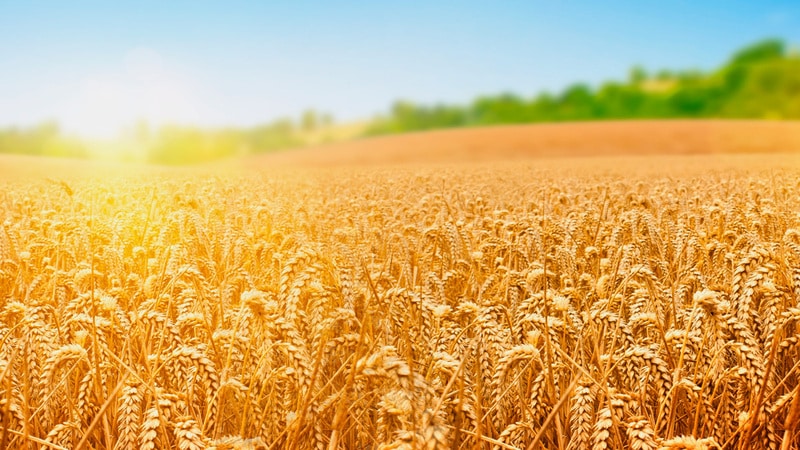 Cosa ha di buono la varietà di grano Grom e quali sono le sue caratteristiche?