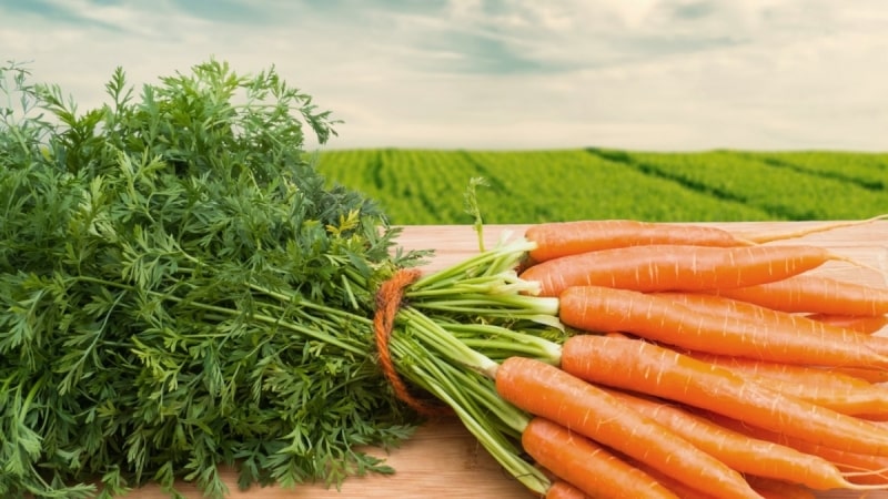 ¿Cuántas zanahorias debes comer para mejorar tu vista y qué vitaminas están incluidas?