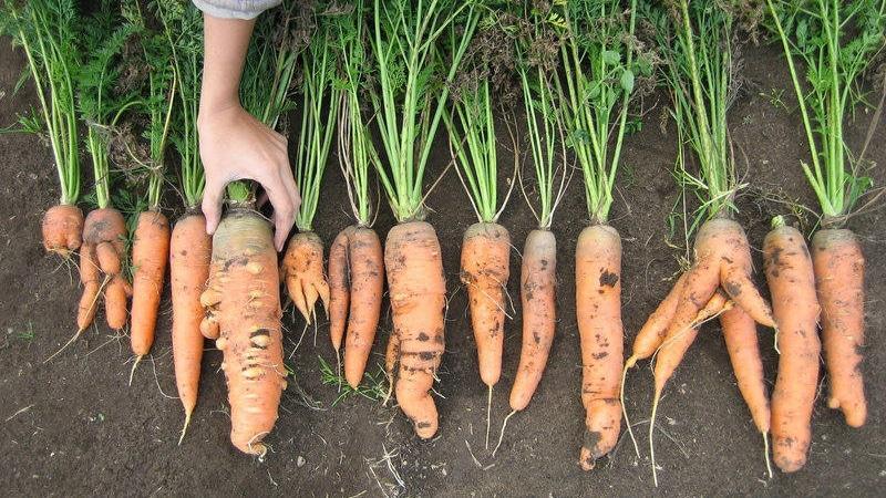 Comment lutter contre les maladies et les ravageurs des carottes