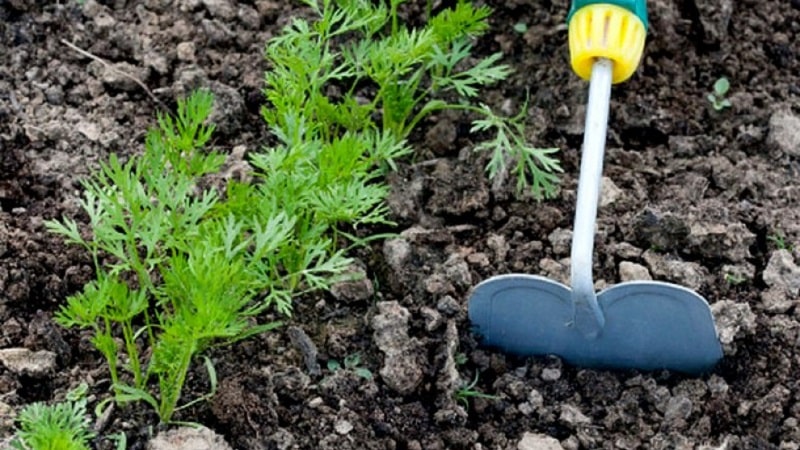 Cómo lidiar con enfermedades y plagas de zanahorias.