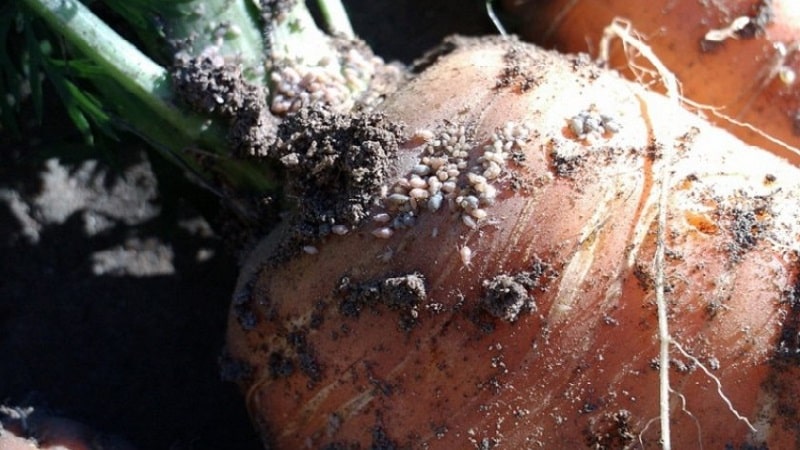 Cómo lidiar con enfermedades y plagas de zanahorias.