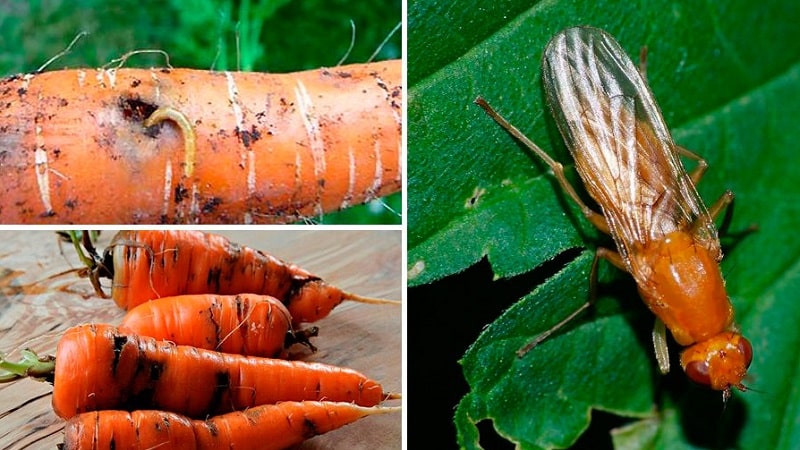 Cómo lidiar con enfermedades y plagas de zanahorias.