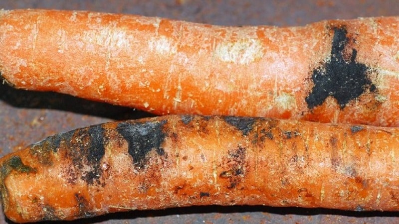 Cómo lidiar con enfermedades y plagas de zanahorias.