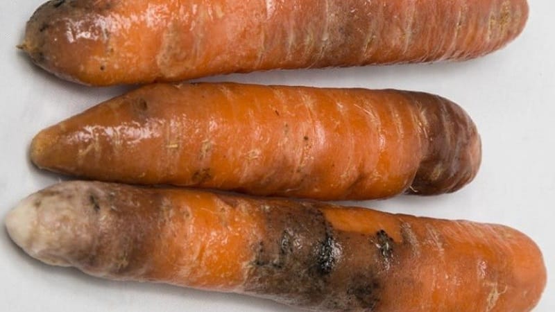 How to deal with diseases and pests of carrots